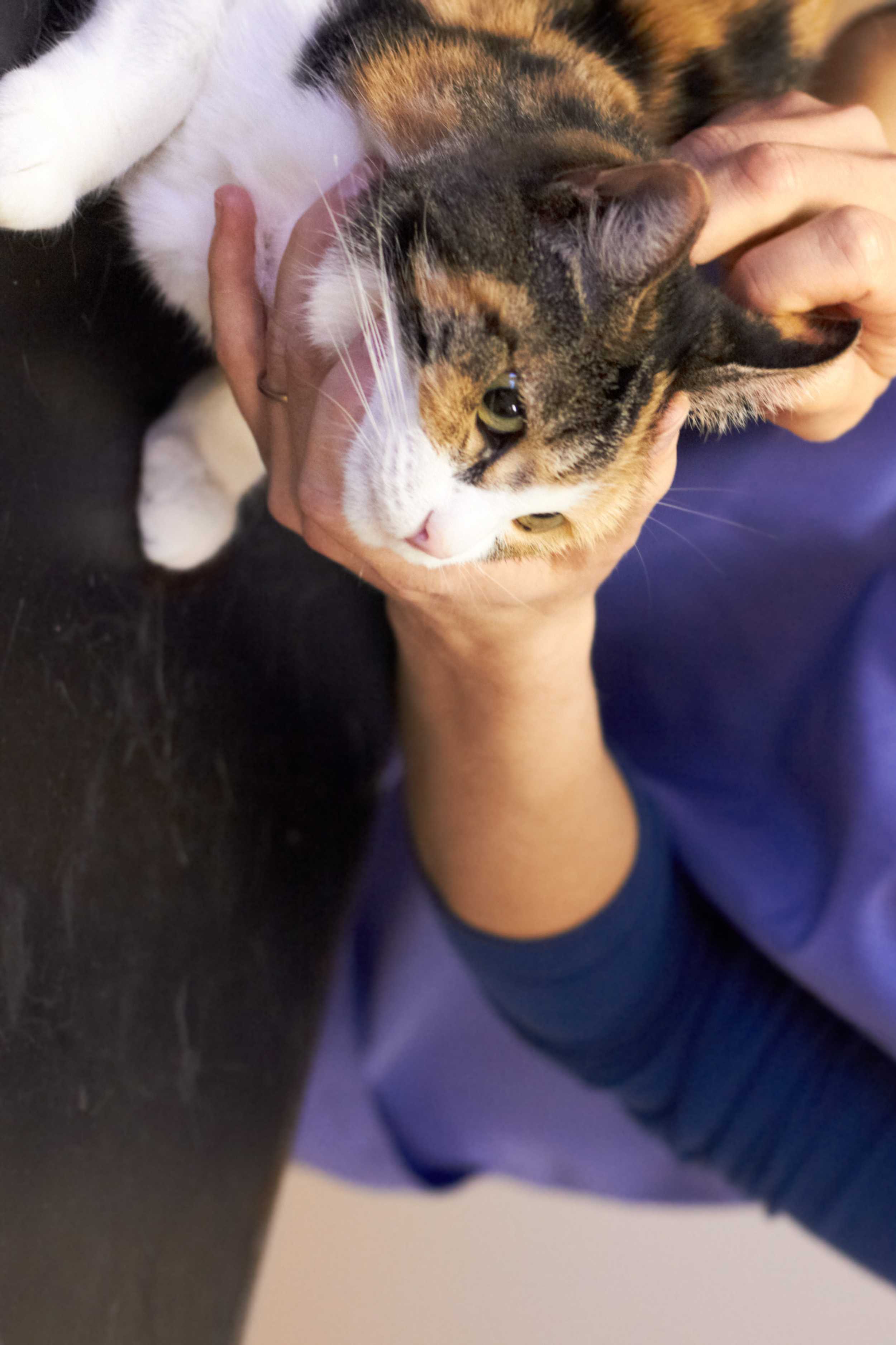 Neurologia Veterinária Landing Image